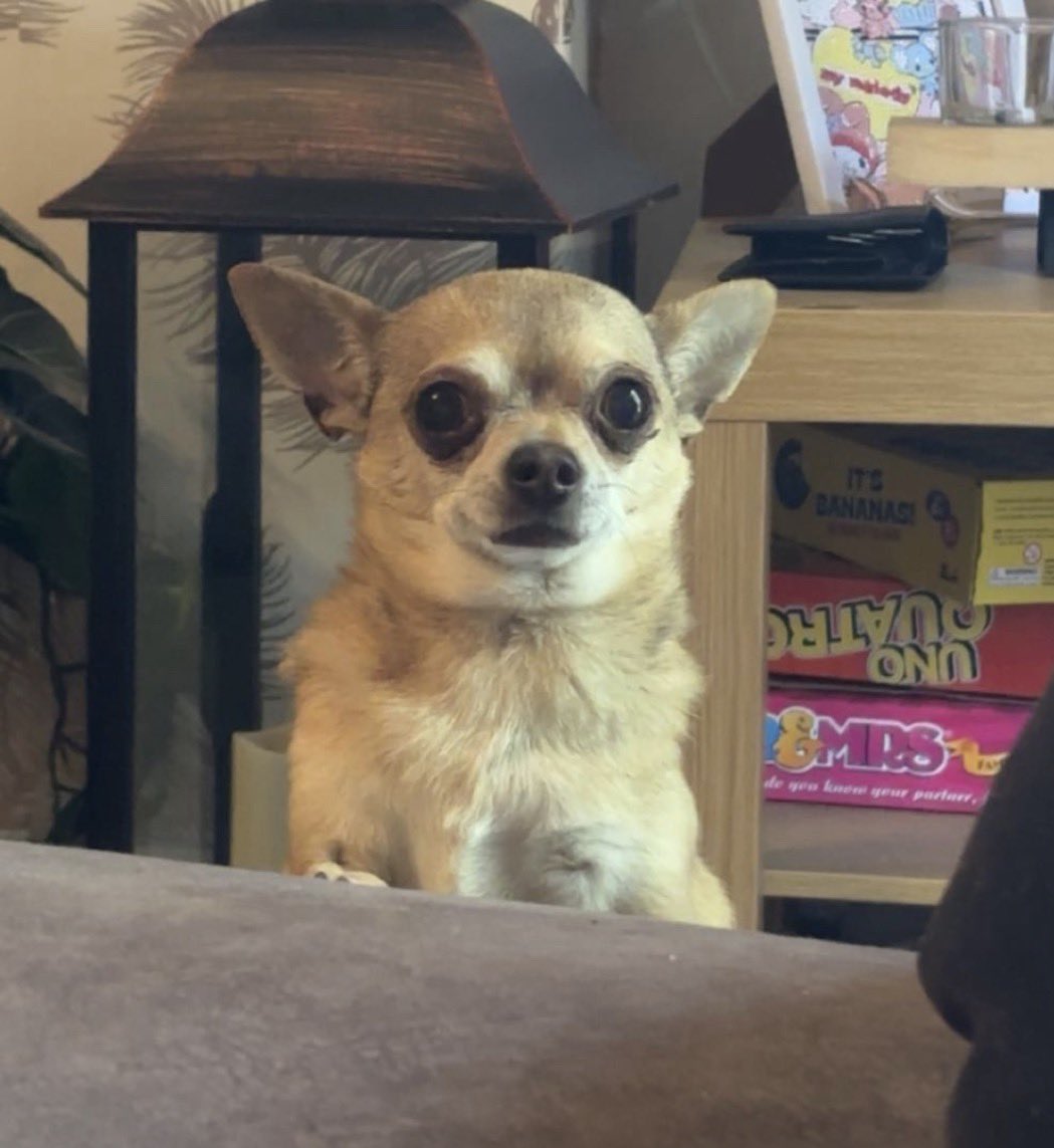 leia ★ tweet media