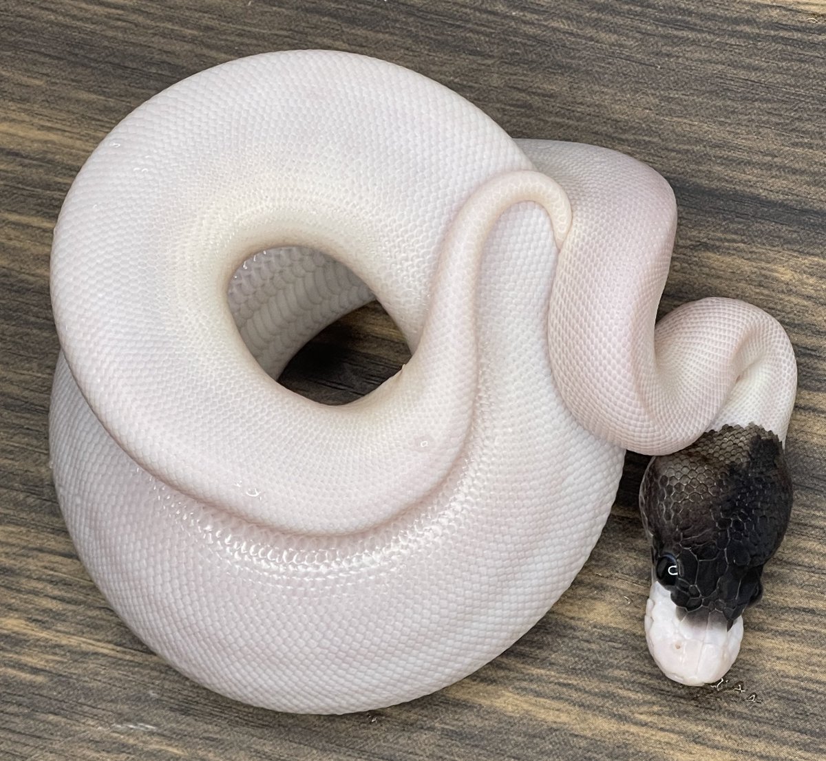 でらなごや出品個体紹介

0.1 パンダパイ　50%hetサンセット

#でらなごや
#愛知県産
#ボールパイソン
#ballpython
#爬虫類