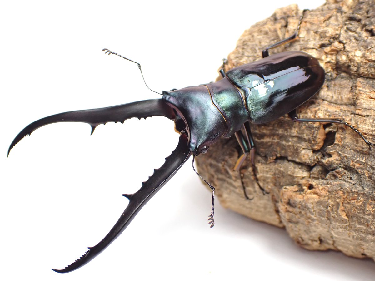 10年ぶり、ブリーダー‼️（INSECT☆STAR） (@10BuRi_Ten_n) / Posts / X