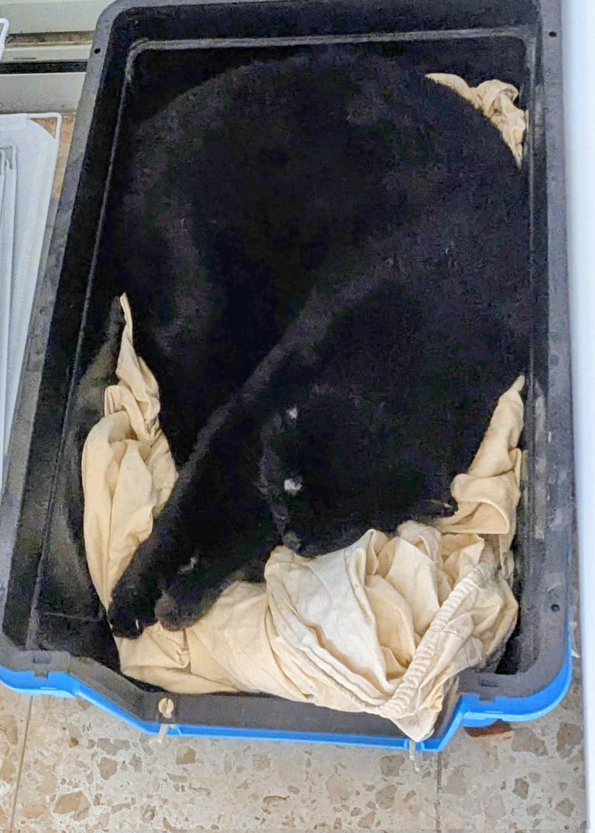 הוא מאוד אוהב את המנשא שלו (כשהוא לא נעול בפנים).

#פידחתולים #להחמיד_את_הפיד