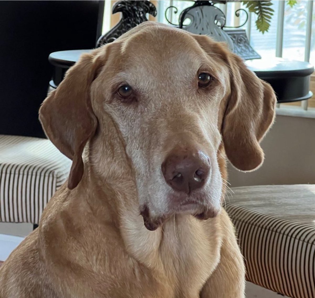 Beata_Azlan's tweet image. Mom here:
Your heartwarming messages are breathtaking for me, they mean so much! There’s so many personal messages about Azlan and the love you have for him that I just can’t read without heavy tears. We as a family read them all, please know that! It’s just so hard now to reply.…