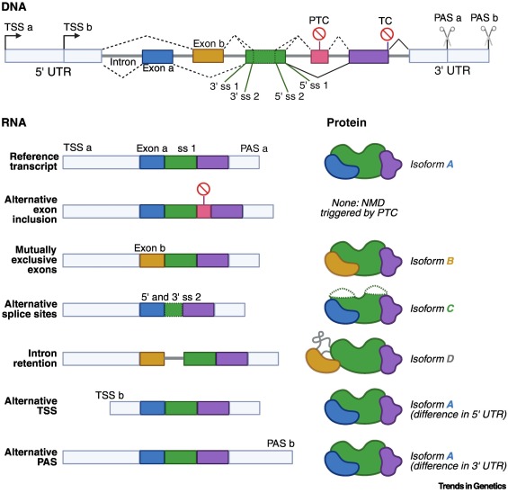 TrendsGenetics's tweet photo. Beyond the gene: decoding alternative isoforms https://t.co/LYFfv7ynrg https://t.co/MNZoTYdQl9