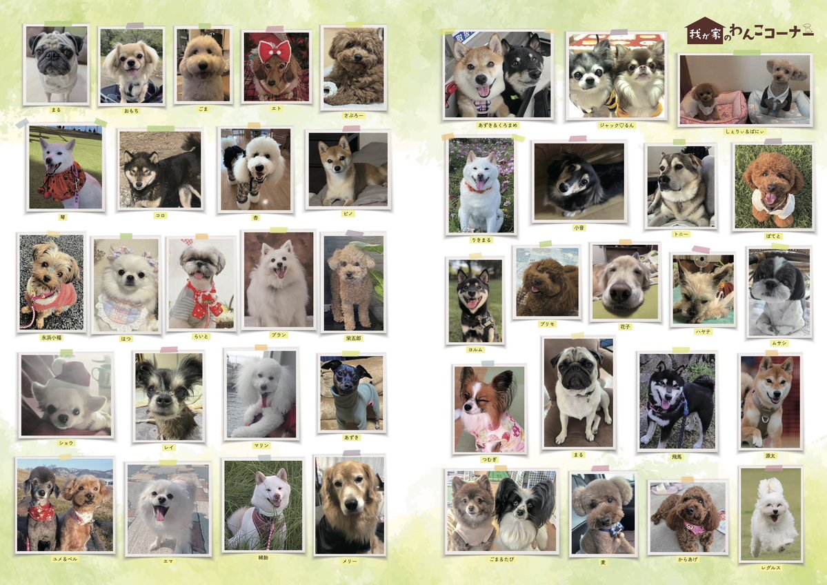 ひよりとらいとも掲載していただきました🐶🦁✨