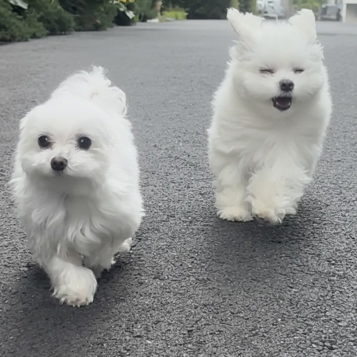 もふもふの愛犬