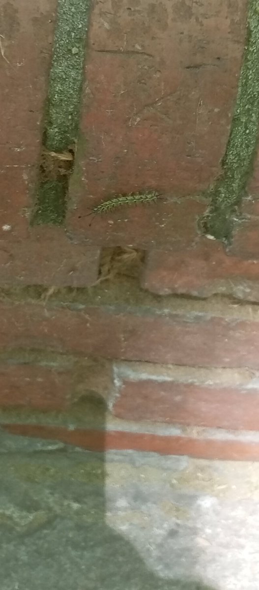 BATLLISTADEAPIE's tweet image. Si van a la plaza de los 33 (de los bomberos)

No sé sienten en los bancos ni muros.
Está llenito de orugas urticantes.