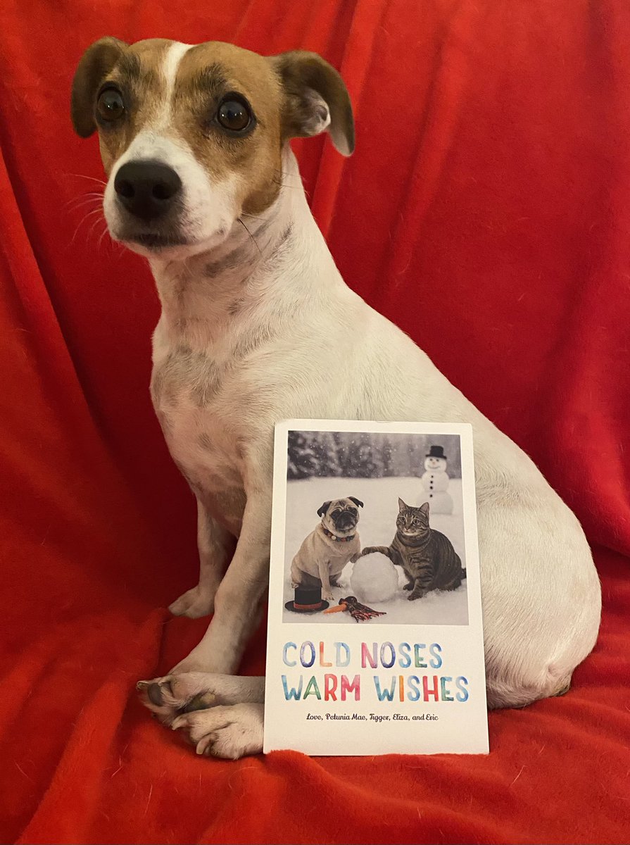 BelleLBear's tweet image. #PupMail 📬💌#Christmas ⛄️#ChristmasCard #dogsofX 🎅#dogs #dogsoftwitter #zshq #BabyBea #Thursday ❄️🎄💌
How’s this for a fabulous card, from sweet frens Petunia Mae &amp;amp; Tigger @PetuniaMaePug ?! We love it &amp;amp; YOU! 💚❄️🎄🎅