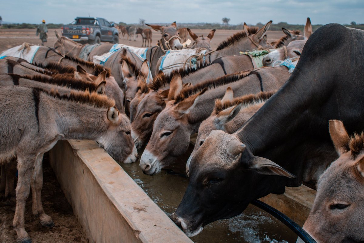Arusha society for the protection of animals tweet media