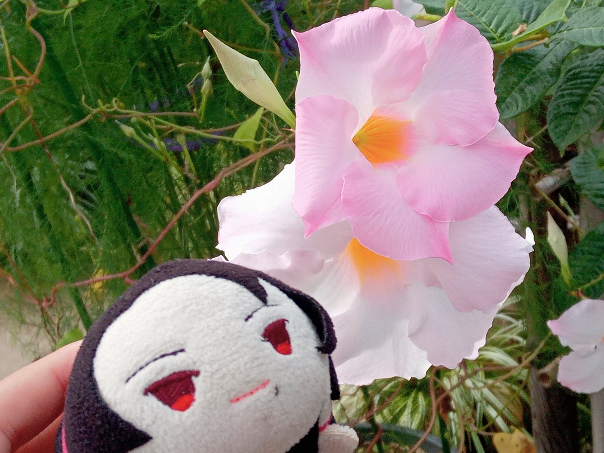 雪菜 雪菜 (@9xgLma7NJA64936) / Posts / X