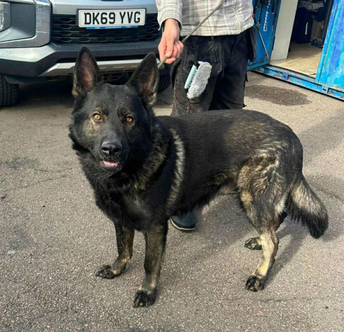 gsrescueelite's tweet photo. Dylan is around 4yrs old and he is a friendly boy who came to us via the pound. Dylan can live with older kids and has been ok around other #dogs with correct intros 
#germanshepherd #Essex 
 https://t.co/1Q4H3aV6Jx https://t.co/LB4yxU8xZc