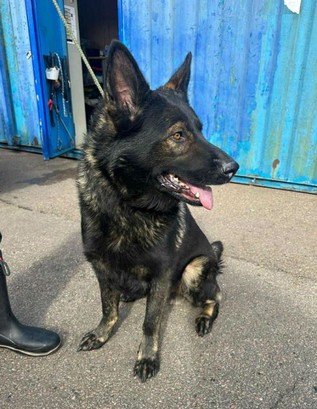 gsrescueelite's tweet photo. Dylan is around 4yrs old and he is a friendly boy who came to us via the pound. Dylan can live with older kids and has been ok around other #dogs with correct intros 
#germanshepherd #Essex 
 https://t.co/1Q4H3aV6Jx https://t.co/LB4yxU8xZc