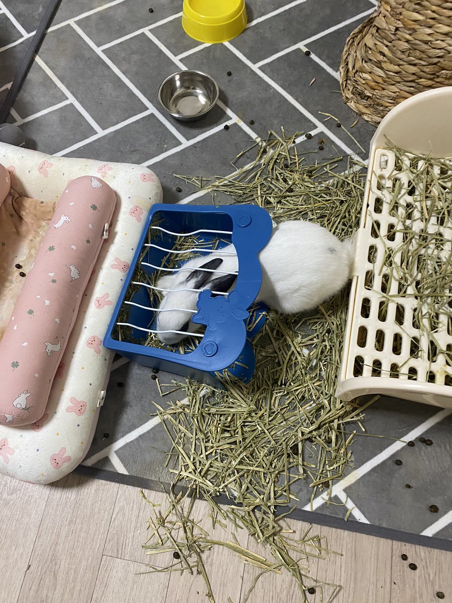 사고 친 팝콘이