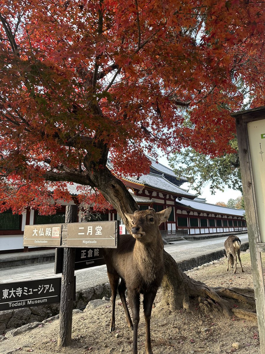 bz7ab's tweet photo. おいし https://t.co/zTzdOcIuxW