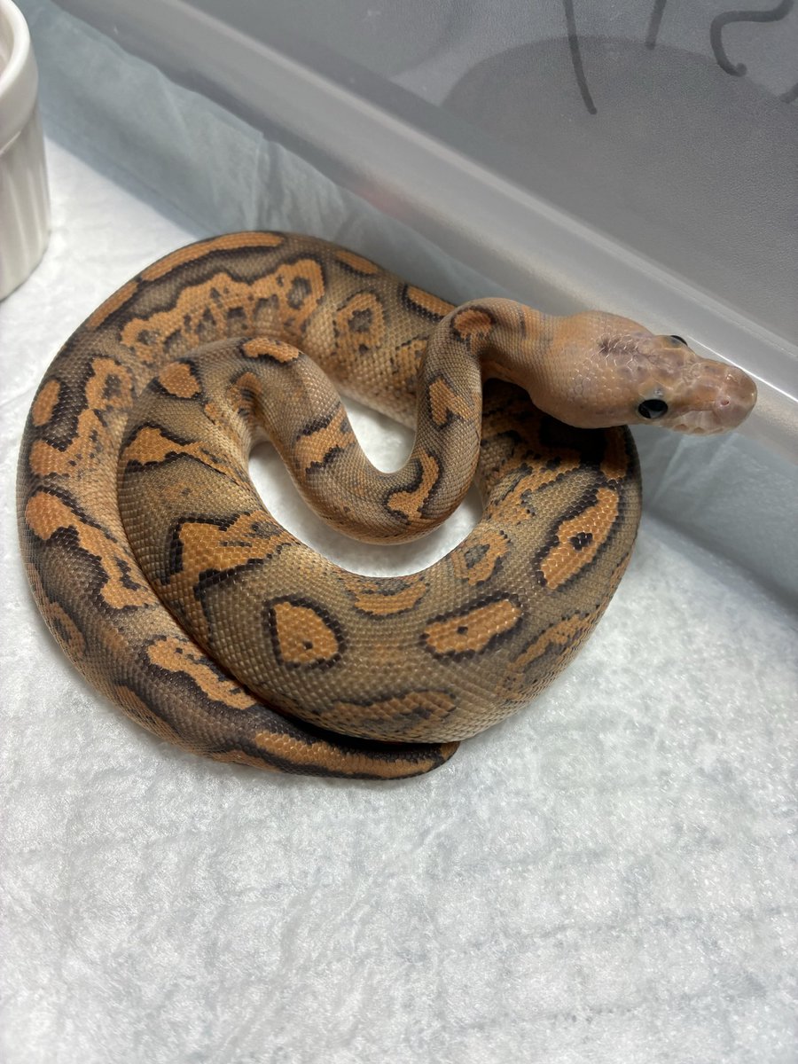 bnb5679's tweet image. Rusty.
#ボールパイソン
#ballpython