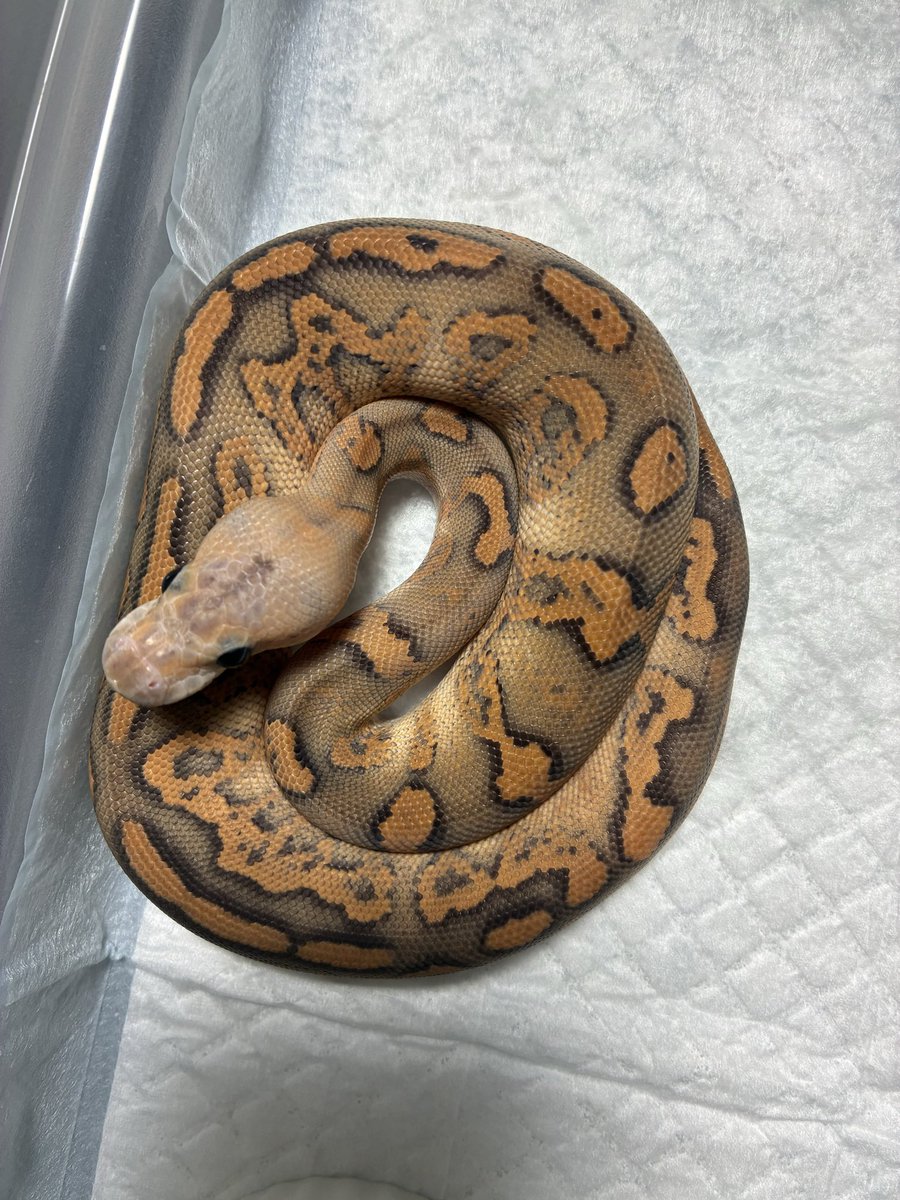 bnb5679's tweet image. Rusty.
#ボールパイソン
#ballpython