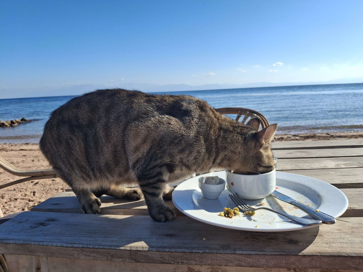 UnitOrange's tweet image. I sit here patiently and do nothing. You will have a heart and share your food with me because you simply cannot resist.