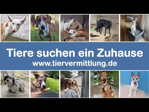 Tiere suchen ein Zuhause | Tiervermittlung.de |: #tiervermittlung #adoptierenstattkaufen #tierschutz #tierheim #hunde #katzen #haustiere #rescuedog #rescuecat Hier sind die Links für mehr Informationen zu den vorgestellten Tieren im Video: Pinta:… dlvr.it/TPm9gV