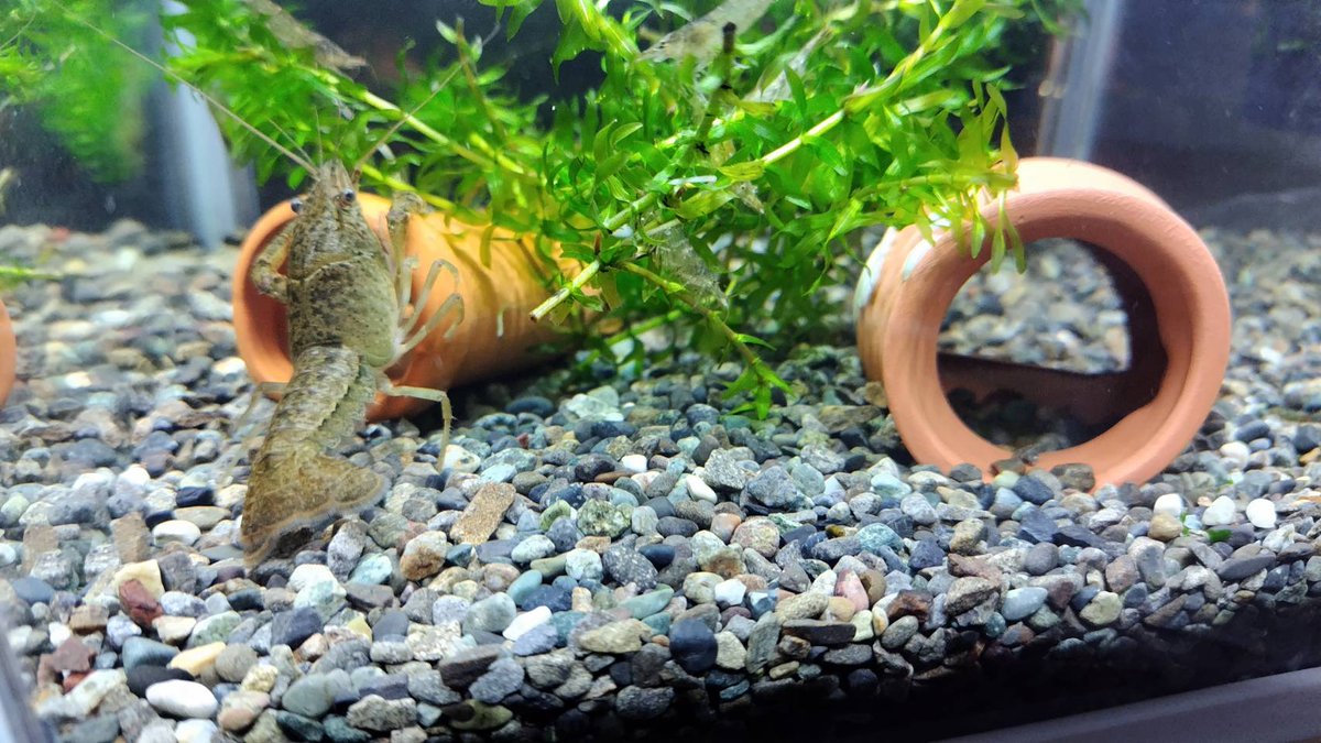 hebioAlfred's tweet photo. ＃ザリガニ https://t.co/3BvzQCZnyK