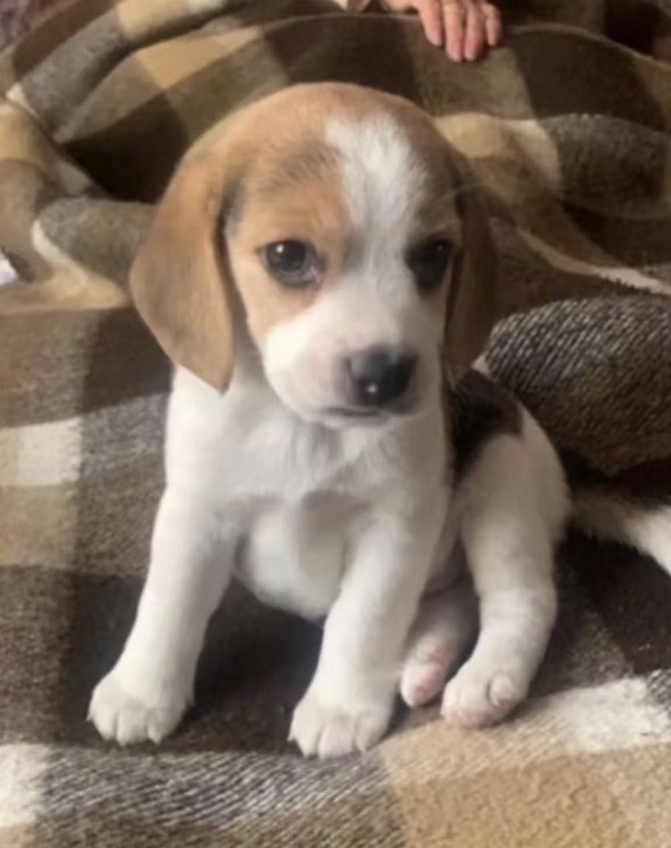 おすすめ欄、浄化するいっぬです