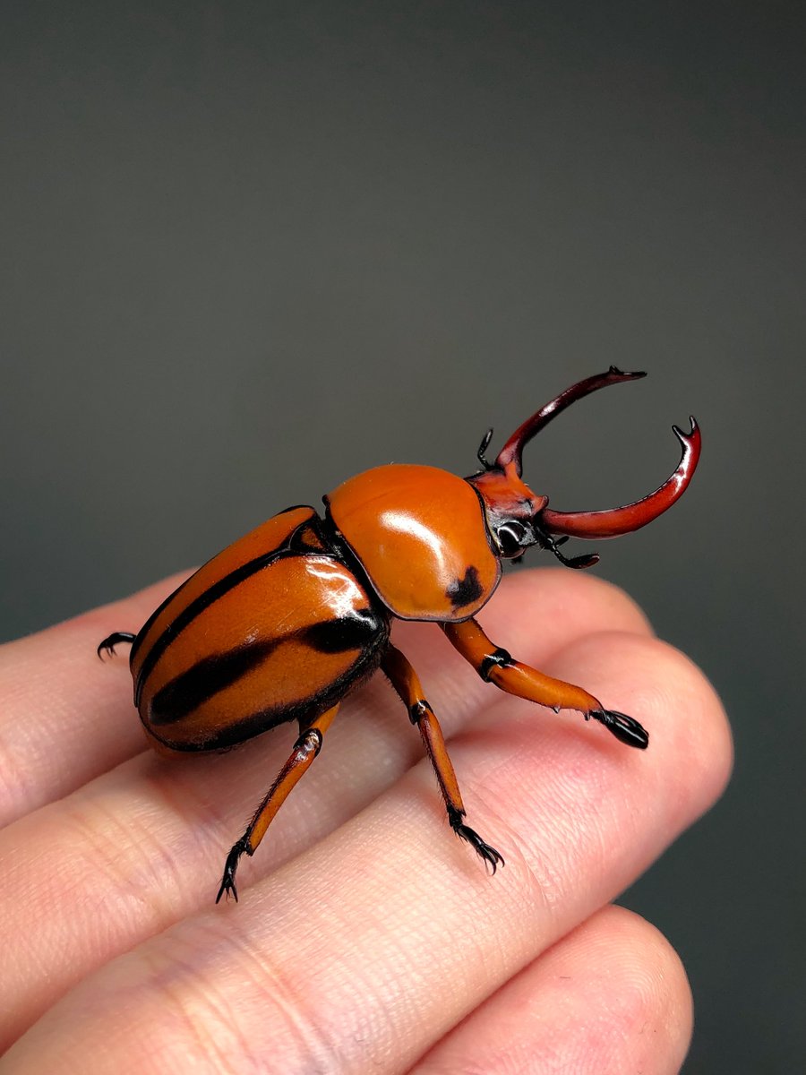 Keiki FUKUI 福井敬貴 tweet media