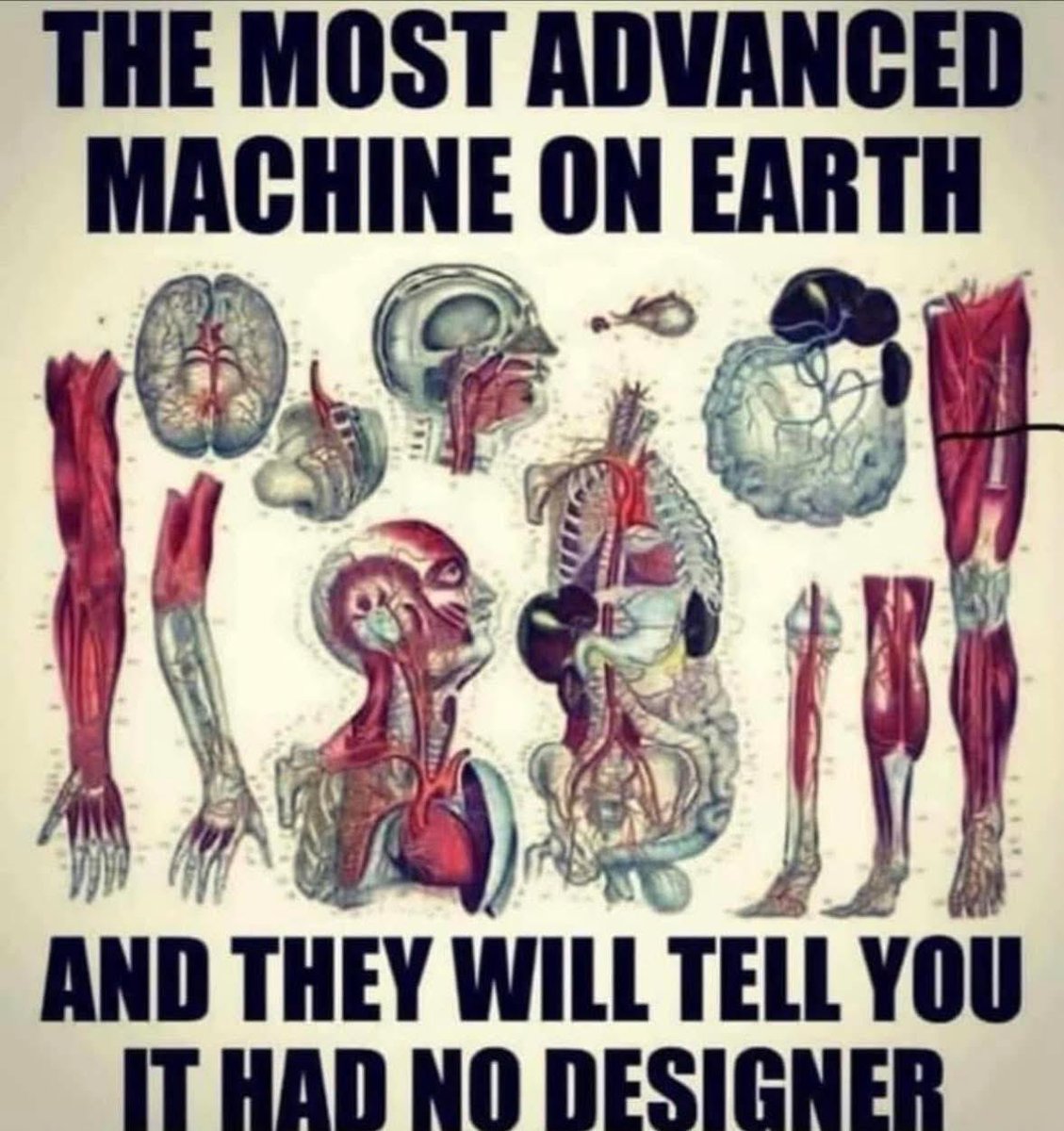 Not Evolution tweet media