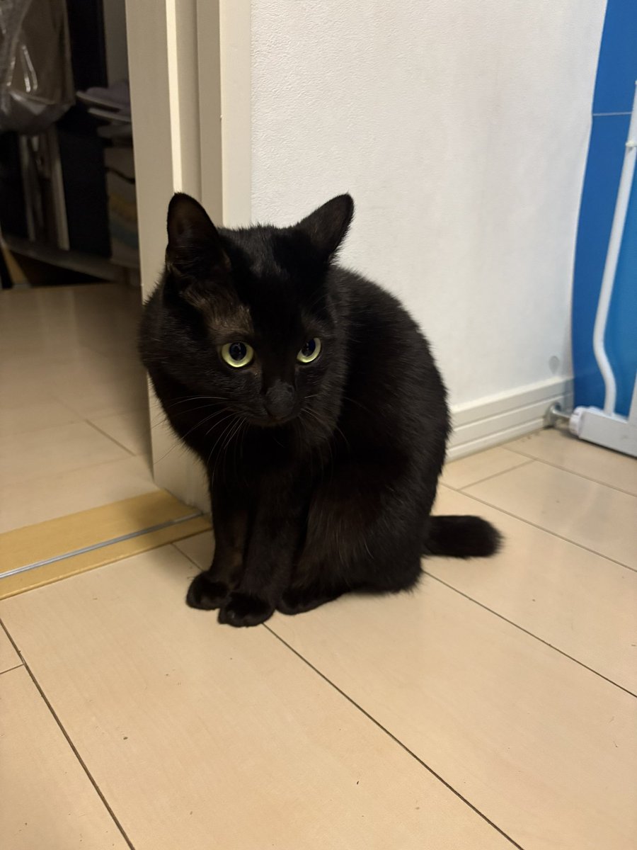 あずき🐾 (@Azuki9318) / Posts / X