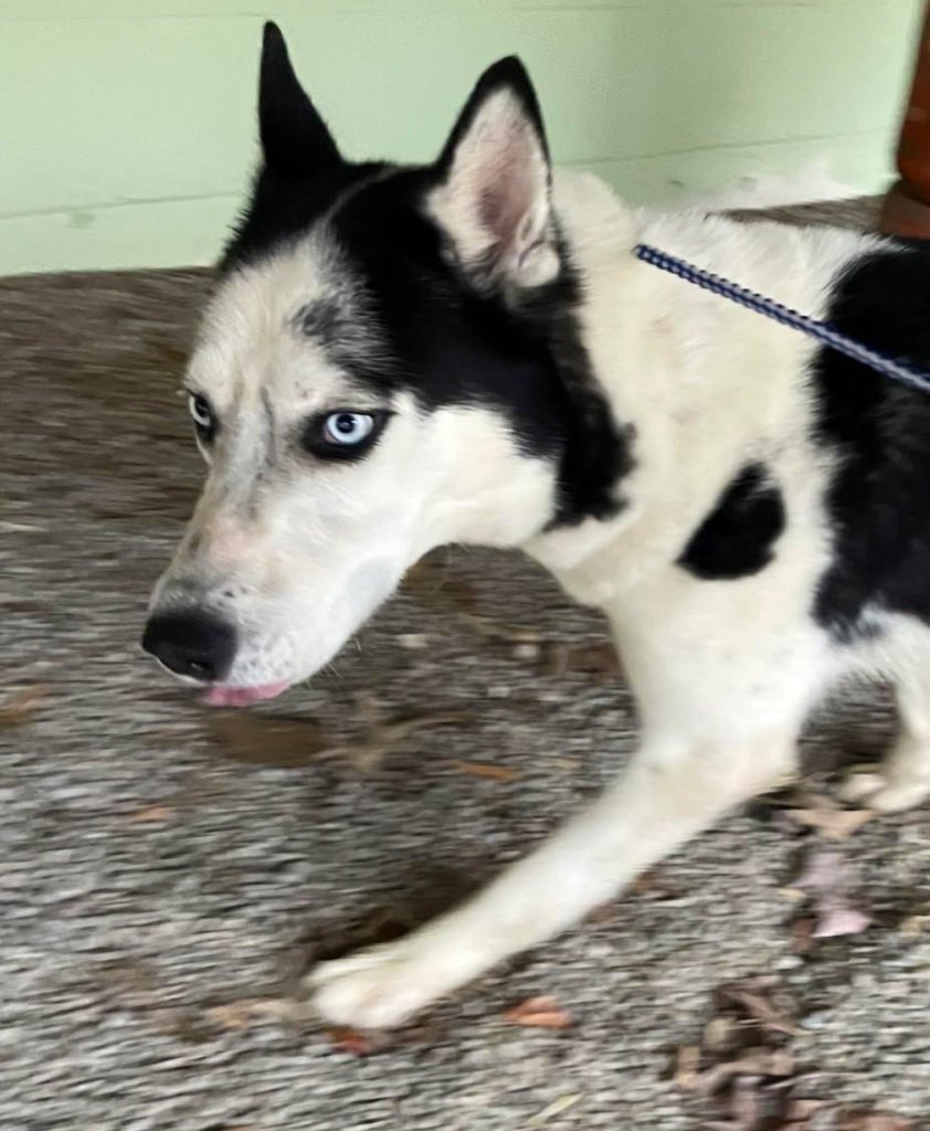 Handsome Frost is running out of time. We need to find a rescue for Frost but he only has ONE pledge. Can you be Frost’s hero??  Can you adopt or foster?  If not can you please help him?  Please  pledge and retweet for Frost to attract a rescue!!! We need your help.