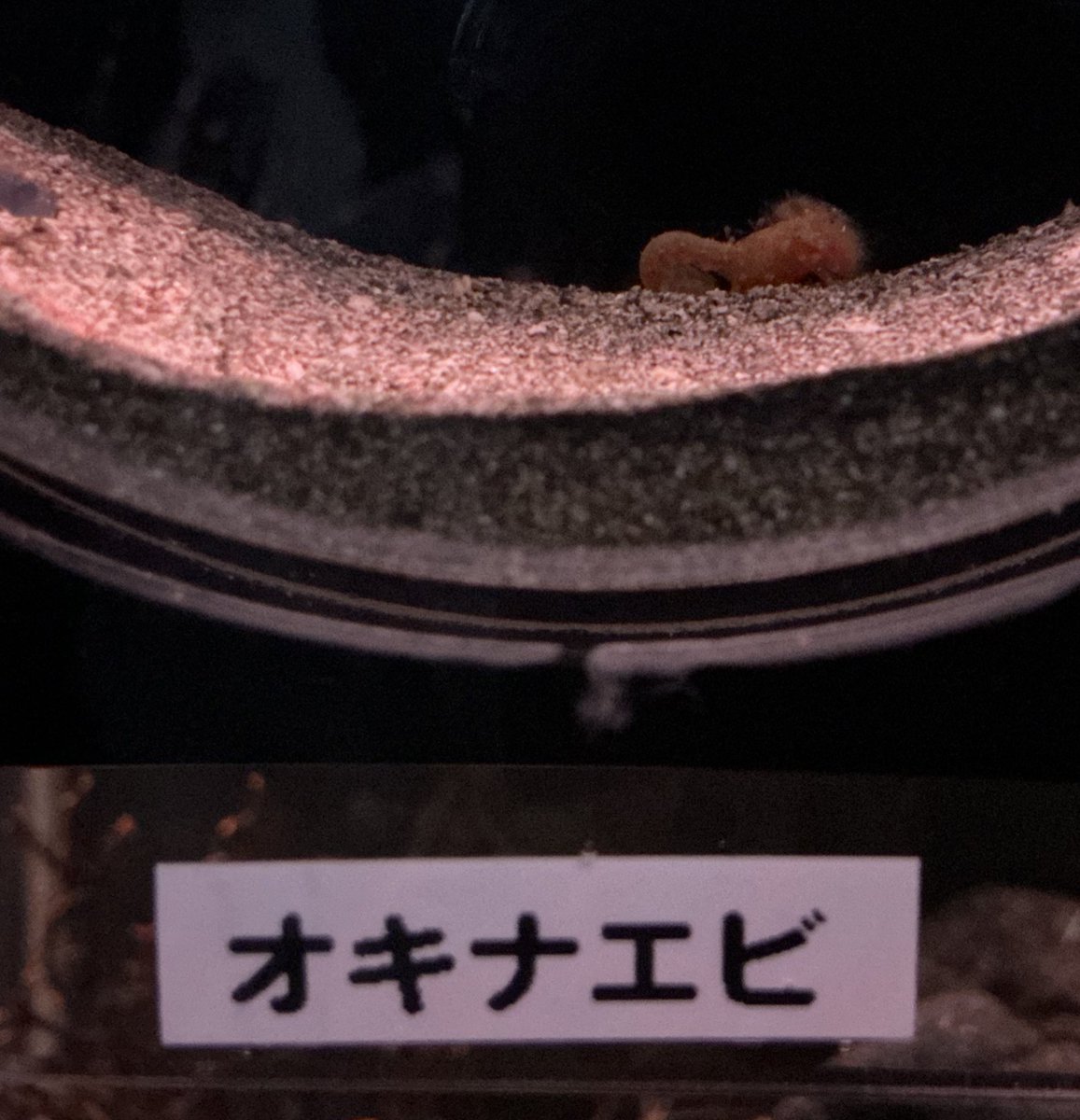 無事帰宅〜(*^^*)ﾁﾁﾖｺﾝｶｲﾓｱﾘｶﾞﾄｰ
 #幼魚水族館
 #オキナエビ