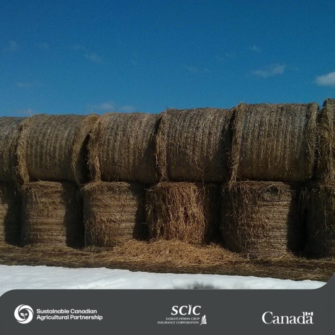 SCIC offers up to 100 per cent compensation on damage caused by wildlife with the Wildlife Damage Compensation program. All Saskatchewan producers are eligible to file a wildlife claim. 

For more information, call 1-888-935-0000 or visit scic.ca/wildlife-damage. 

#SaskAg