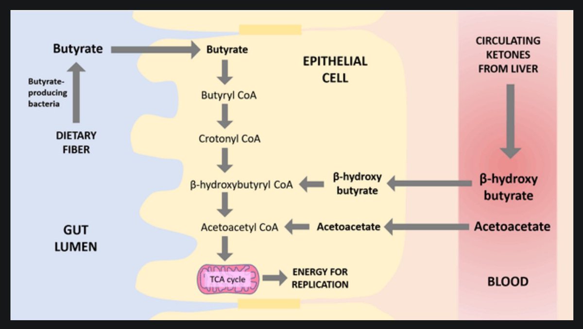 Want to better understand the gut #microbiome ?

⬇️👀

 open.substack.com/pub/perpetualh…