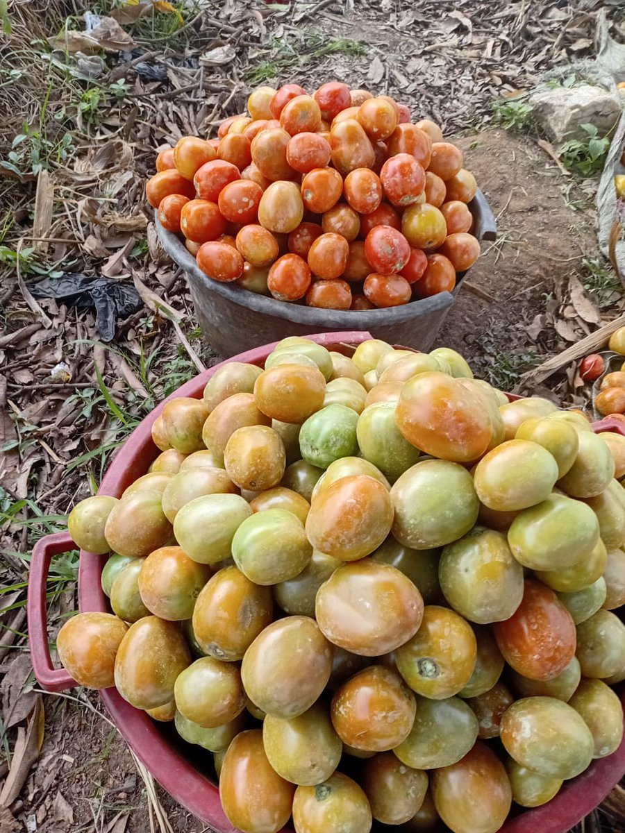 a_syova's tweet photo. π KING F1 is ruling the fields in Mbale! π
πͺ Strong plants, 160g fruits, 30β35t/acre, 65 days to harvest & resistant to Bacterial Wilt & TYLCV.
Farmers donβt just grow tomatoesβthey grow PROFITS! π
π 0778884885 | 0700399409
#KingF1 #SyovaSeedUG #FarmForProfit https://t.co/xTJDo1QqxI