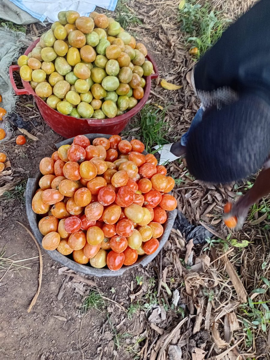 a_syova's tweet photo. π KING F1 is ruling the fields in Mbale! π
πͺ Strong plants, 160g fruits, 30β35t/acre, 65 days to harvest & resistant to Bacterial Wilt & TYLCV.
Farmers donβt just grow tomatoesβthey grow PROFITS! π
π 0778884885 | 0700399409
#KingF1 #SyovaSeedUG #FarmForProfit https://t.co/xTJDo1QqxI