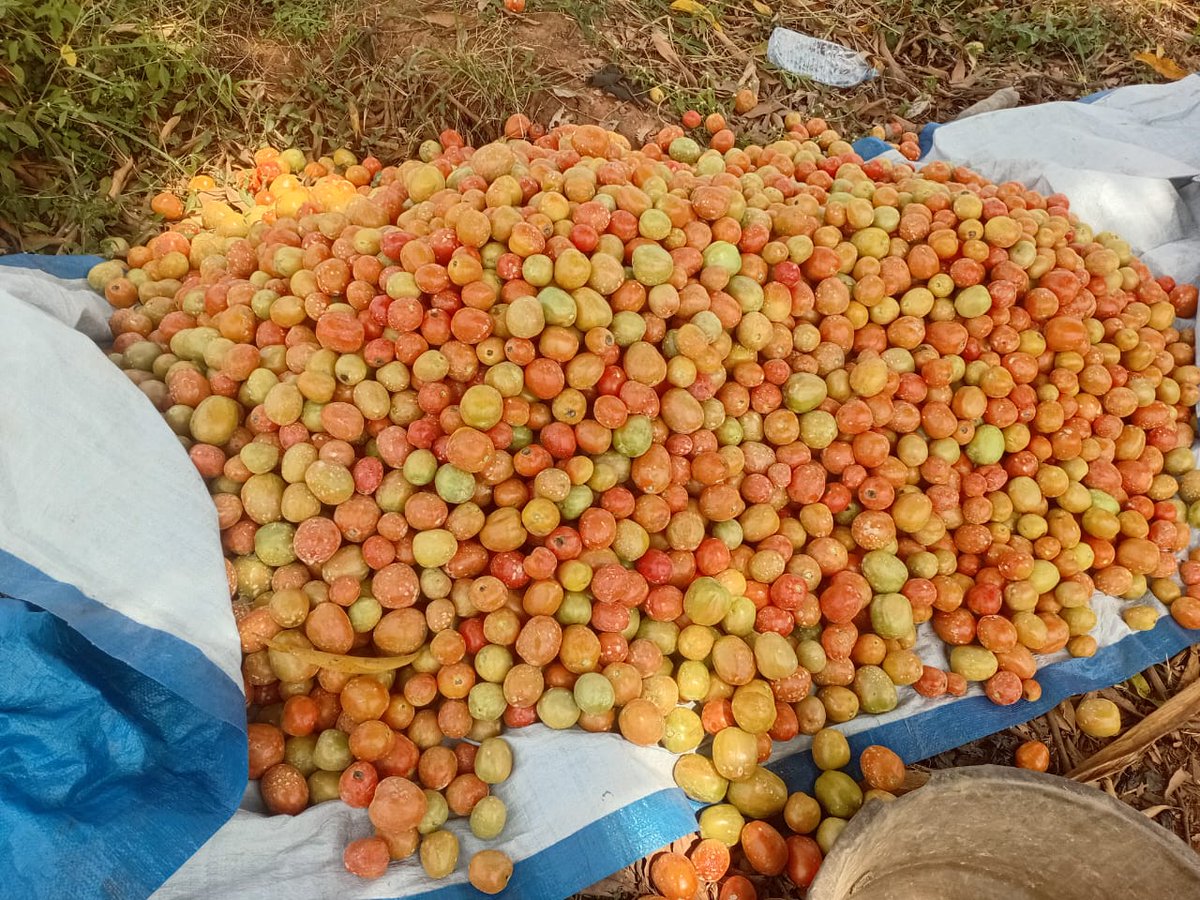 a_syova's tweet photo. π KING F1 is ruling the fields in Mbale! π
πͺ Strong plants, 160g fruits, 30β35t/acre, 65 days to harvest & resistant to Bacterial Wilt & TYLCV.
Farmers donβt just grow tomatoesβthey grow PROFITS! π
π 0778884885 | 0700399409
#KingF1 #SyovaSeedUG #FarmForProfit https://t.co/xTJDo1QqxI