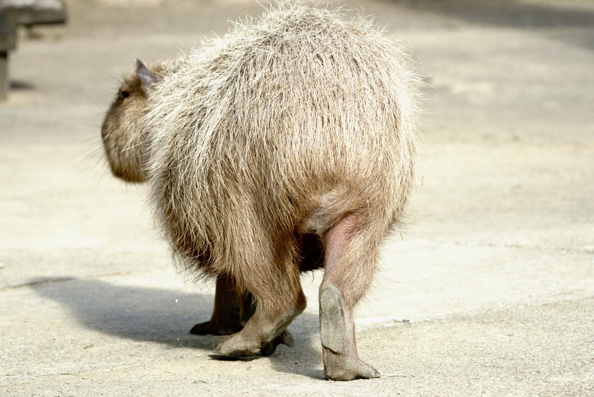 けろけろ (@capyanimal) / Posts / X