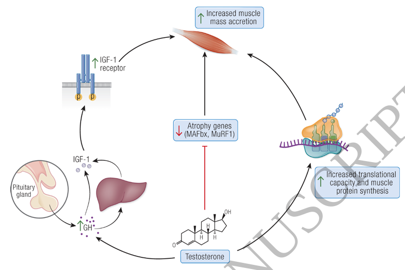 DrMyohead's tweet image. Mechanisms of Testosterone's Anabolic Effects on Muscle and Function: Controversies and New Insights

Always worth reading Bhasin's thoughts on this topic

doi.org/10.1210/endrev…