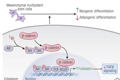 DrMyohead's tweet image. Mechanisms of Testosterone's Anabolic Effects on Muscle and Function: Controversies and New Insights

Always worth reading Bhasin's thoughts on this topic

doi.org/10.1210/endrev…