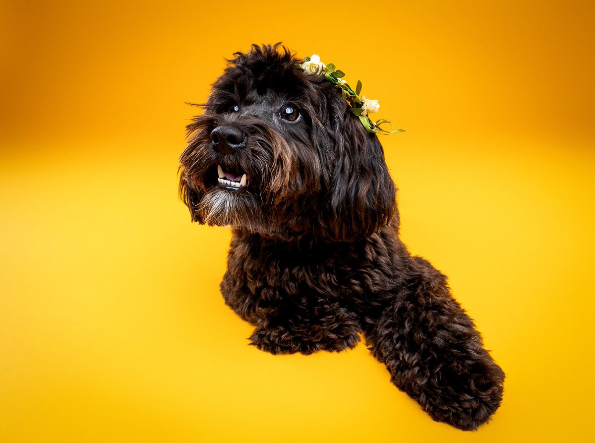 tyrant cowboy𐚁 tweet media