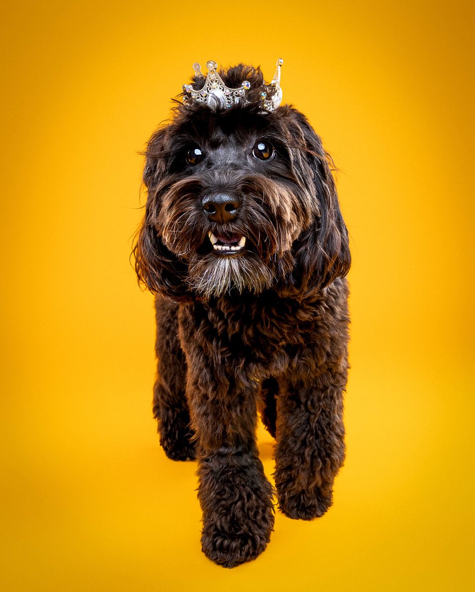 tyrant cowboy𐚁 tweet media