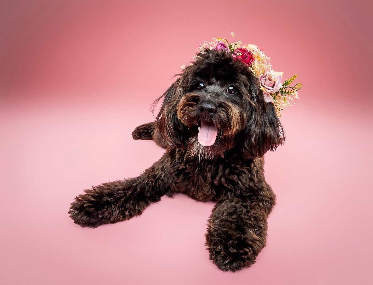 tyrant cowboy𐚁 tweet media