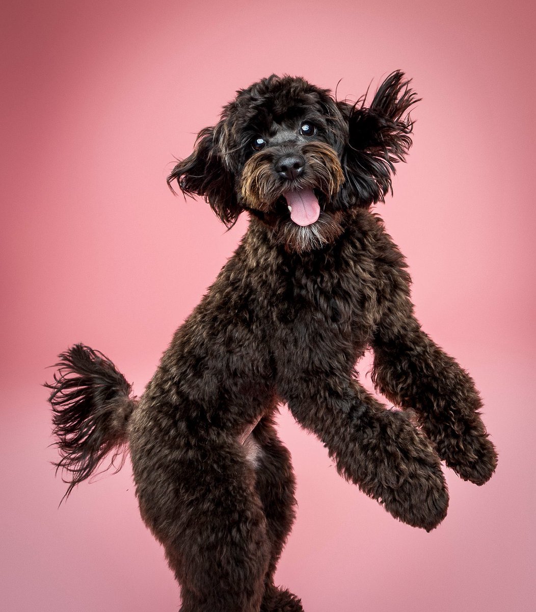 tyrant cowboy𐚁 tweet media