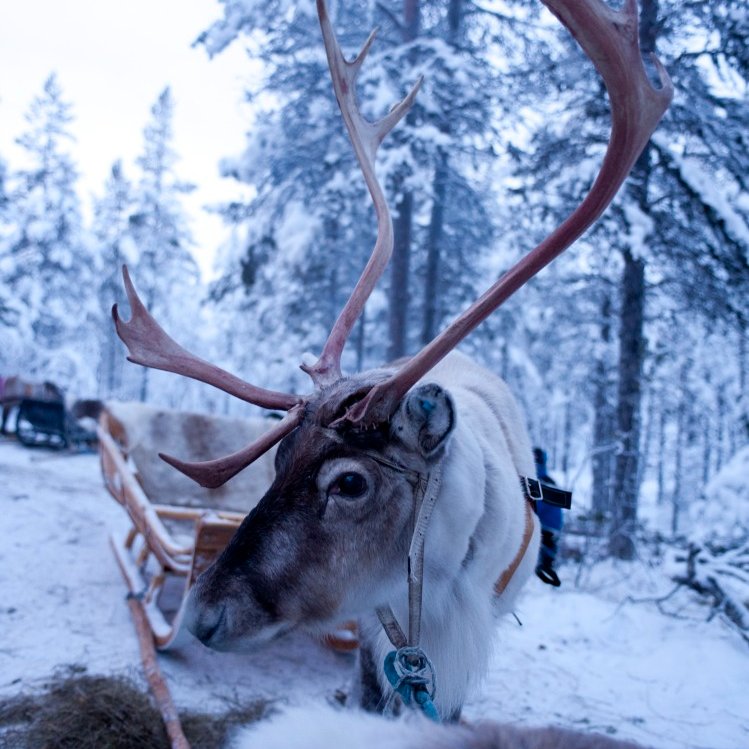 Transun's tweet image. Start 2026 with a Northern Lights adventure! 🌌 Our short breaks to True Lapland make the perfect post-Christmas escape... plus are a wonderful way to step into the new year inspired! Find full details and a schedule of dates here 👉 transun.co.uk/northern-light…