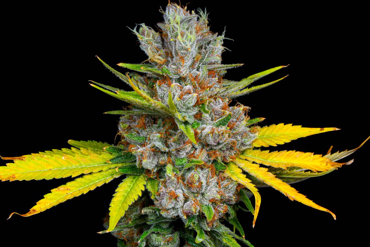 chewberto420's tweet photo. Who’s gonna be the first to name their strain Scromit?? 😂 https://t.co/giOhukytoP