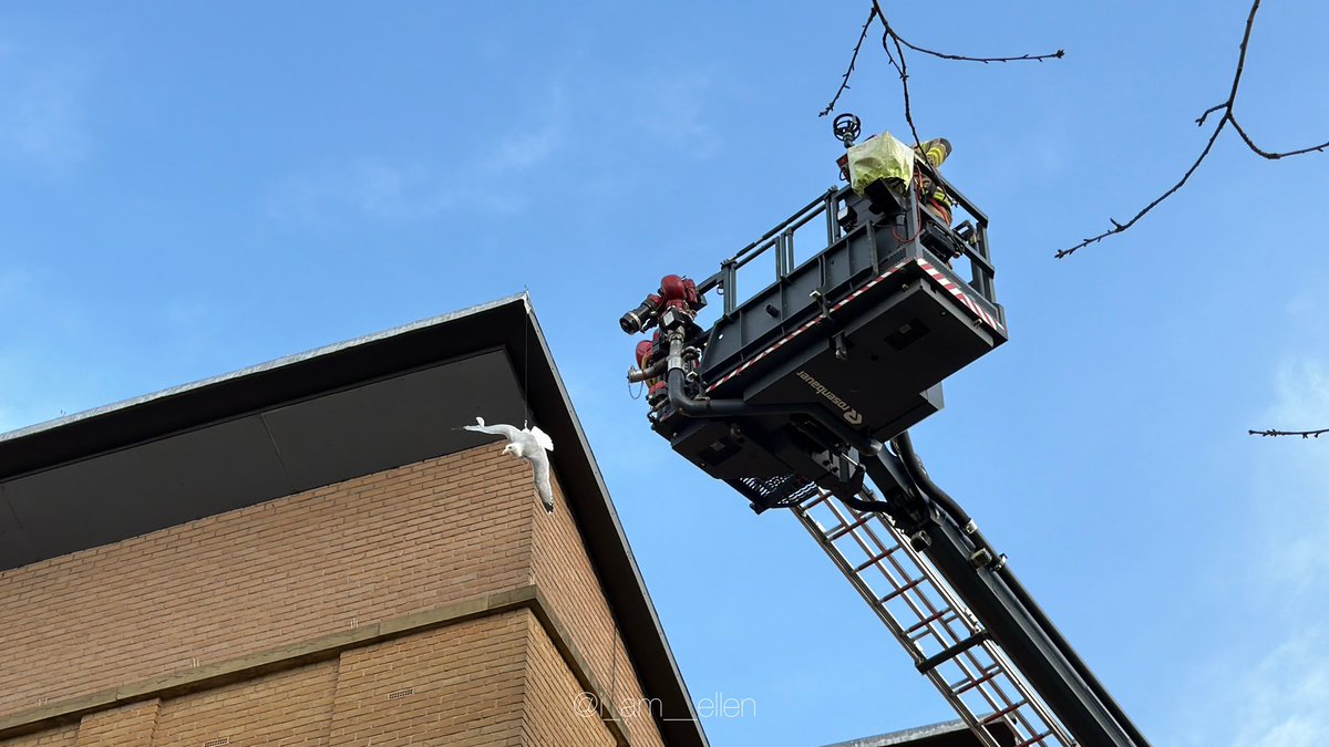 i_am__ellen's tweet photo. This morning, firefighters rescued a bird trapped outside building in Leeds City Centre https://t.co/LC42qI5Twv