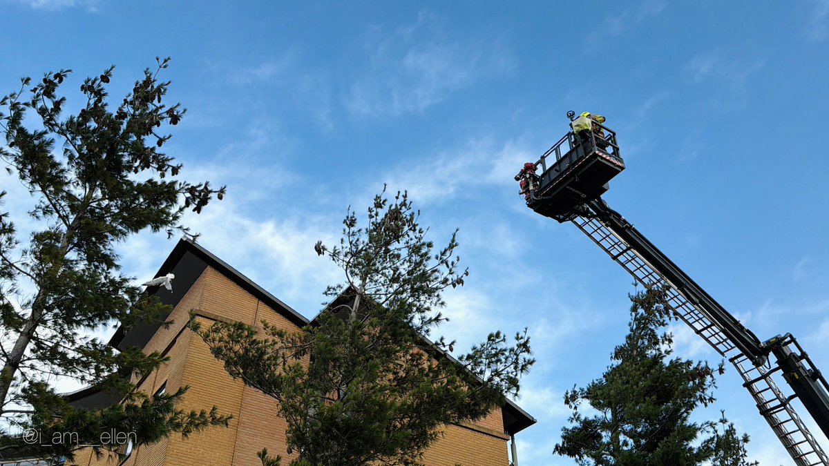 i_am__ellen's tweet photo. This morning, firefighters rescued a bird trapped outside building in Leeds City Centre https://t.co/LC42qI5Twv