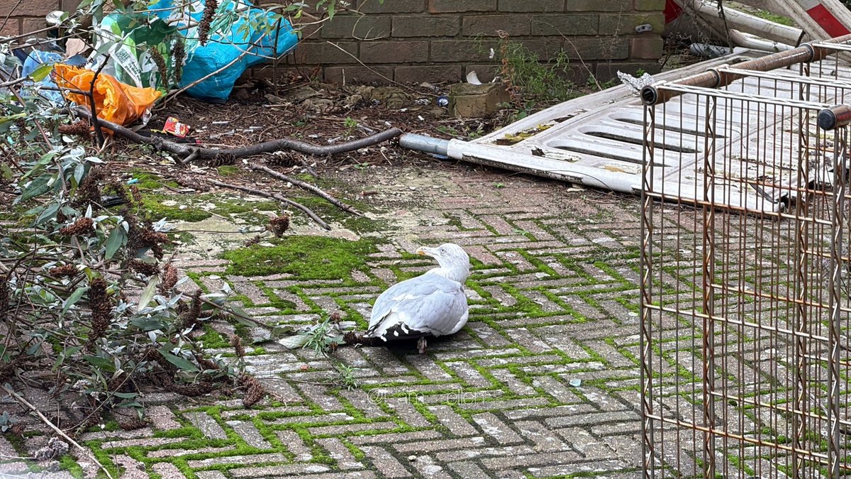 i_am__ellen's tweet photo. This morning, firefighters rescued a bird trapped outside building in Leeds City Centre https://t.co/LC42qI5Twv