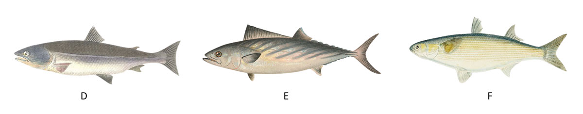 Journal of Open Archaeology Data (JOAD) tweet media