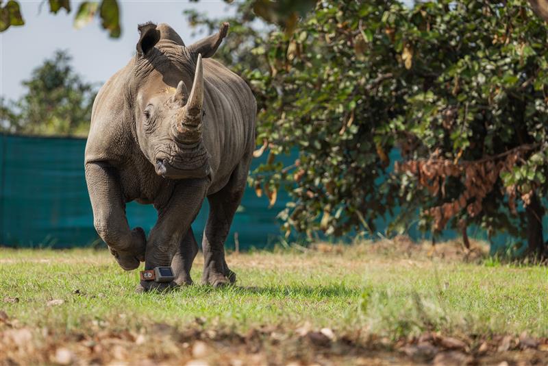 African Parks tweet media