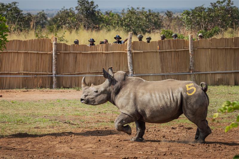 African Parks tweet media