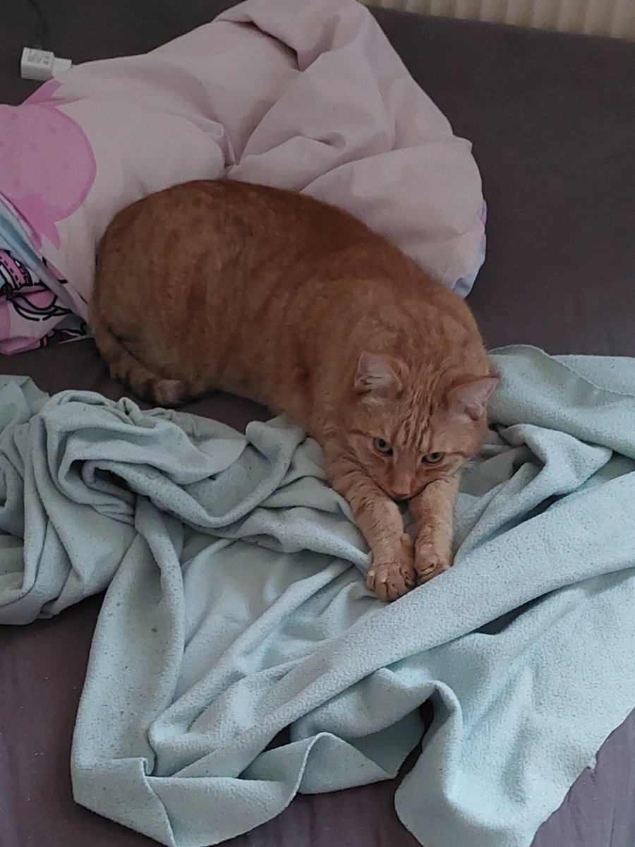 Felix the sweet. #catconten #CatsOfTwitter #cat #Katze #Katzencontent