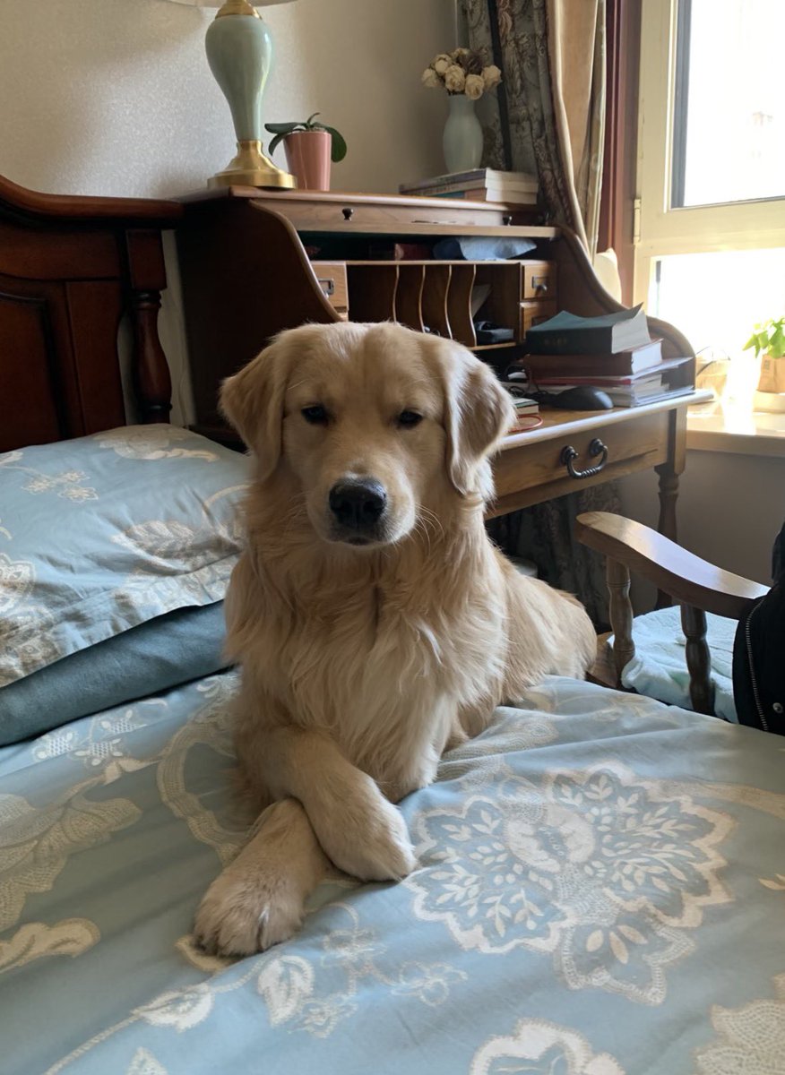 Ineliababs's tweet image. Uf qué pereza lo que leo últimamente en redes rechazando a las personas trans y literal que nunca tienen idea de lo que hablan.
La gente debería leer un libro o jugar más al Pokémon