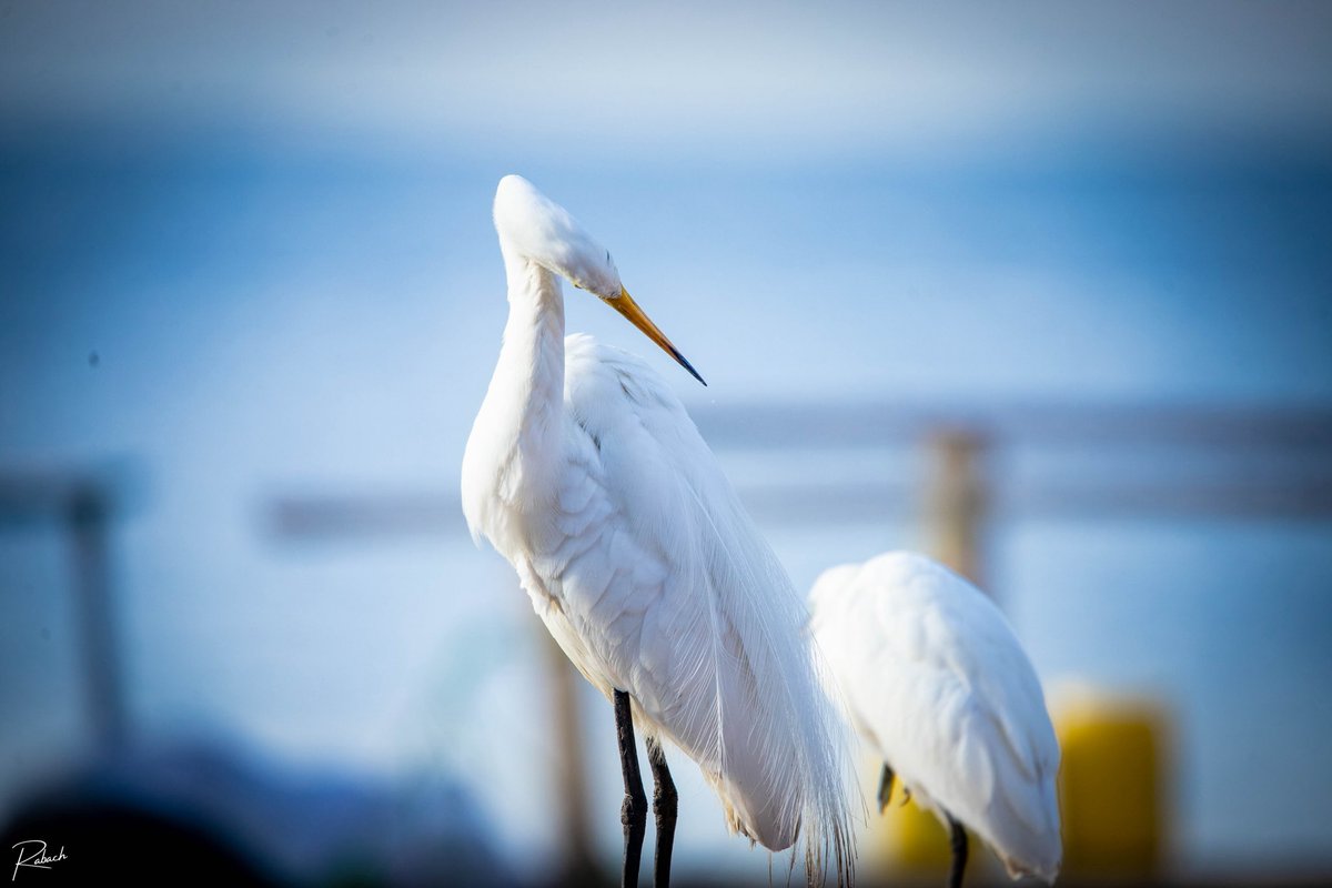 FulgenceRichie's tweet photo. While shooting in Dunga, Lake Victoria, I came across the elegant Great Egret (Ardea alba) — a tall, graceful bird known for its striking white feathers and long neck. Moments like these remind me of the rich biodiversity we must protect. #letsLearnAboutBirds #KisumuMyPride https://t.co/NSSXzA2IbJ
